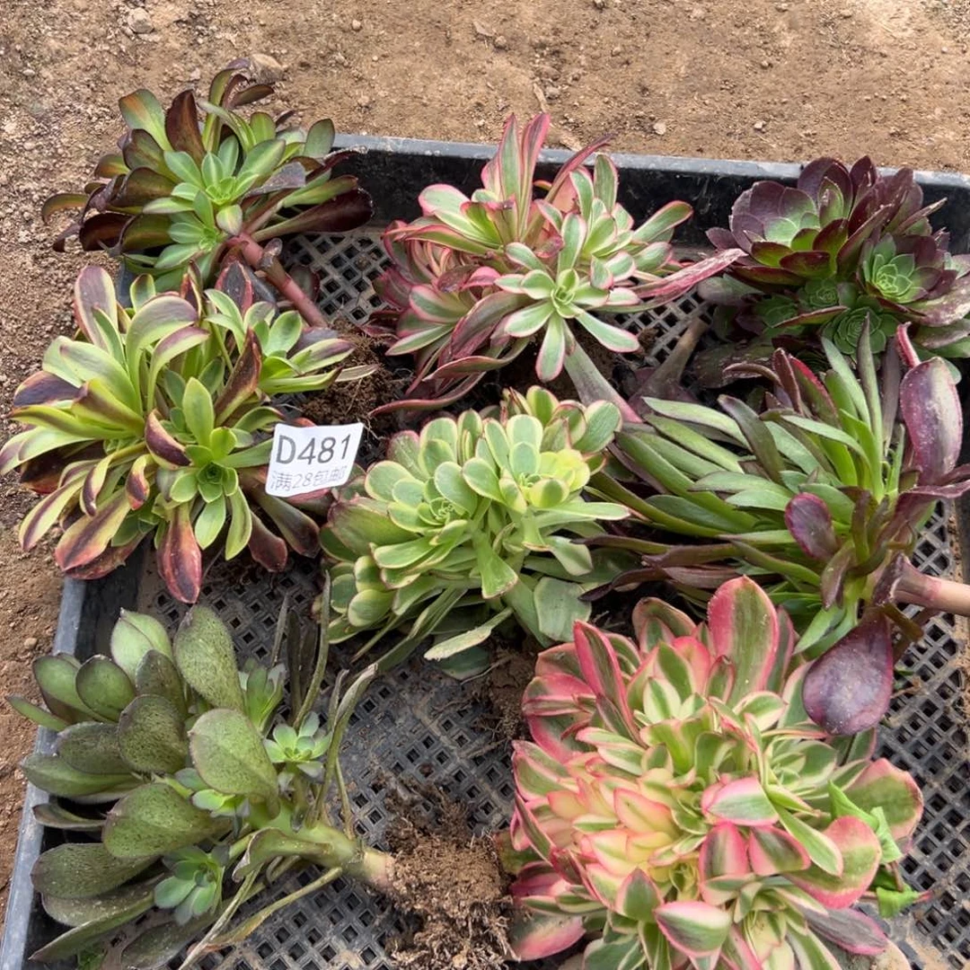 481多肉套餐8可
