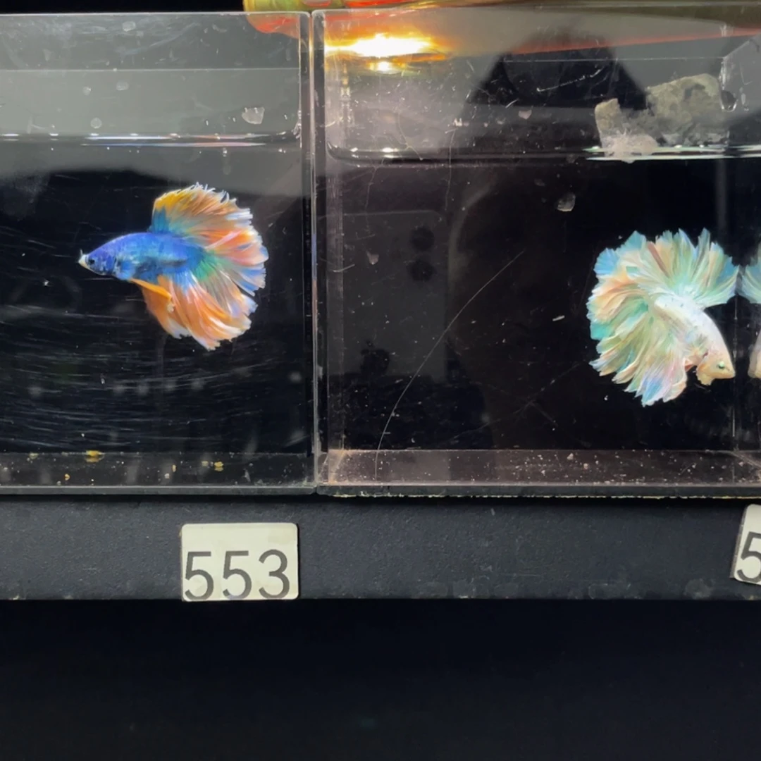 海水鱼哈哈哈哈哎哈553
