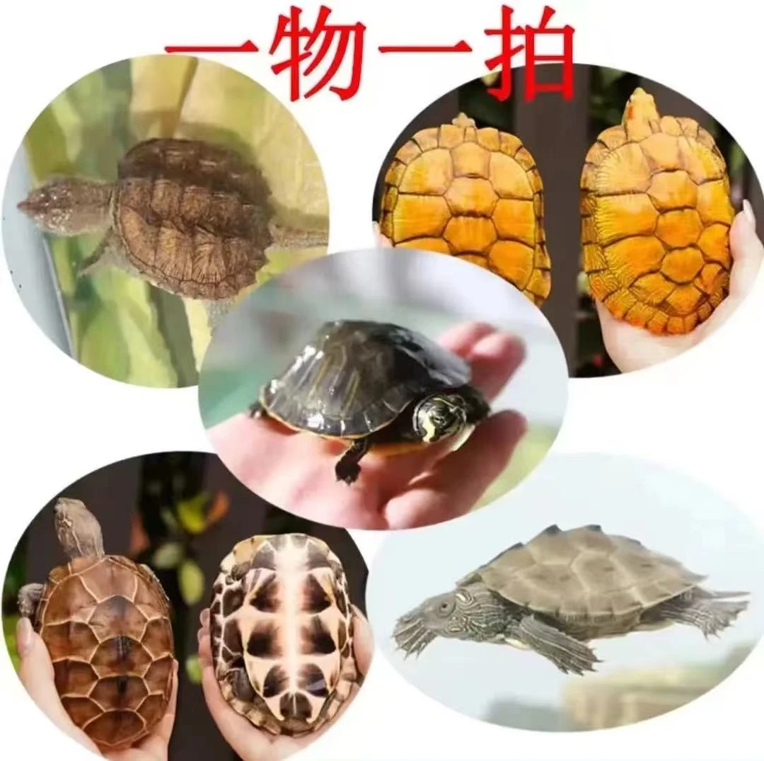 江西南丰各种甲鱼鳖直播间里面挑选一物一拍包邮到家（不包活）