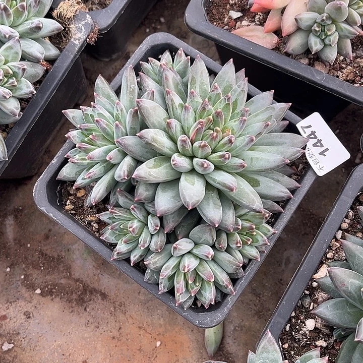 阿雅园艺。     1447三色美人