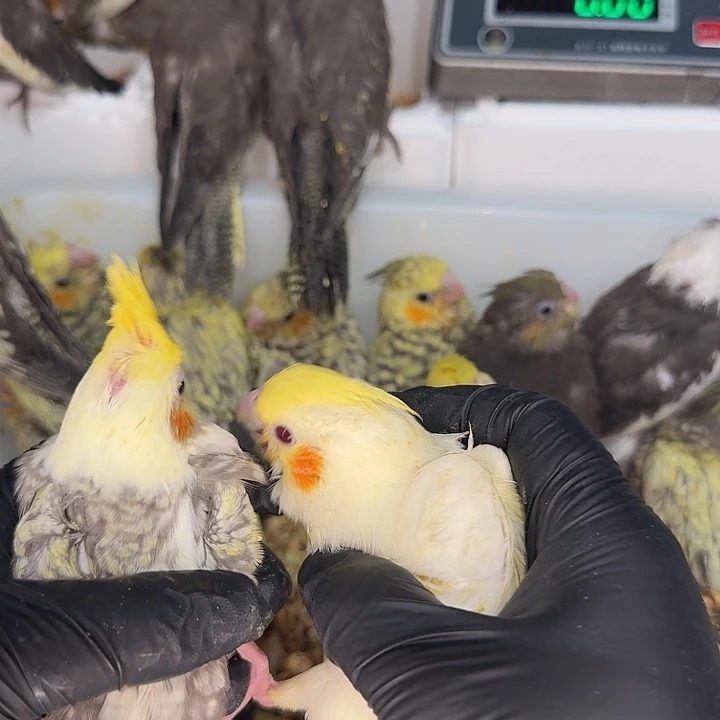 玄凤鹦鹉/鸡尾鹦鹉