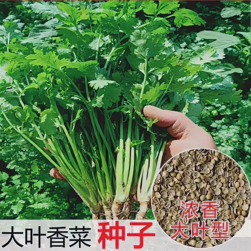 大叶香菜种子种植耐抽薹芫荽种籽春秋四季农家家庭种籽盆栽学精选