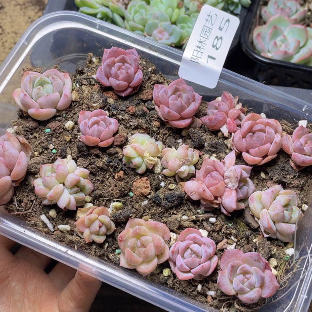 多肉植物多肉植物185