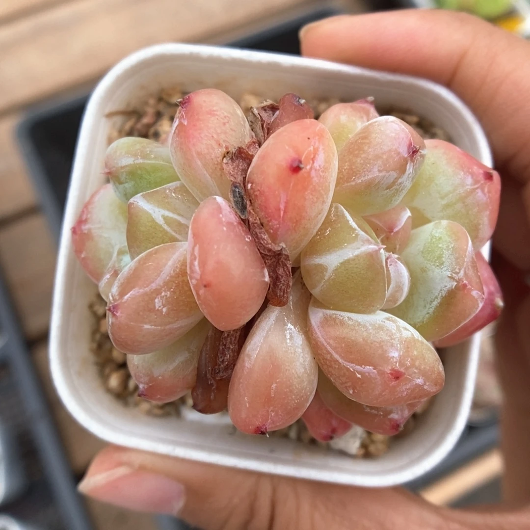 草莓泡芙双头可拍。