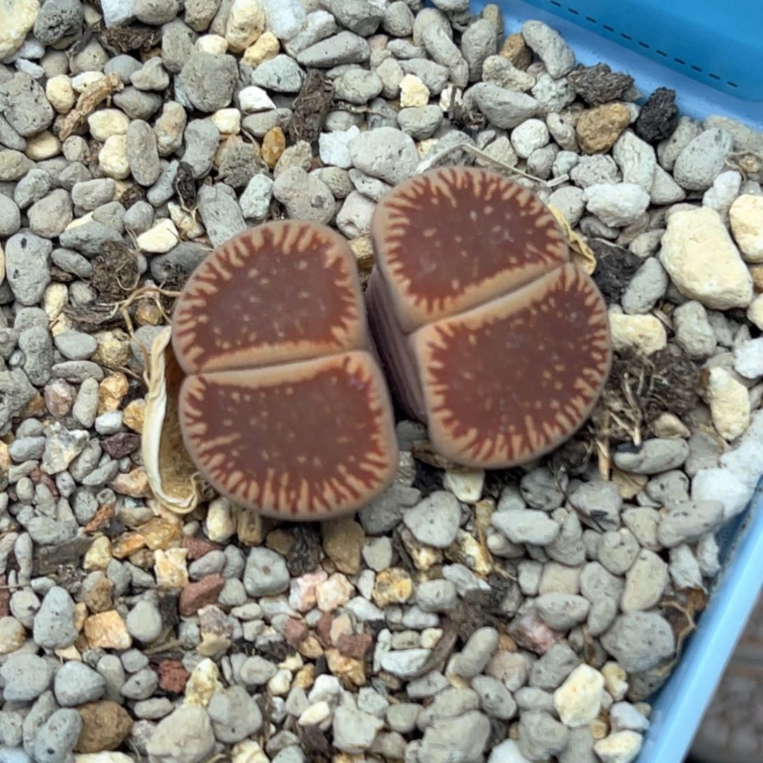 5113双头c48净窗红流水一颗