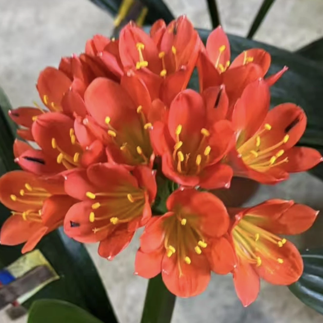 艺花君子兰直播链接