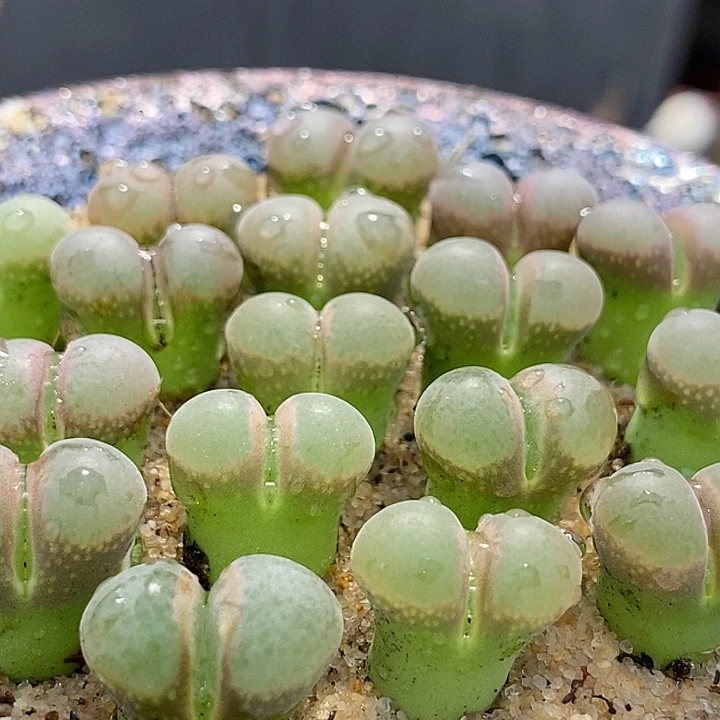 白窗风铃b23一颗