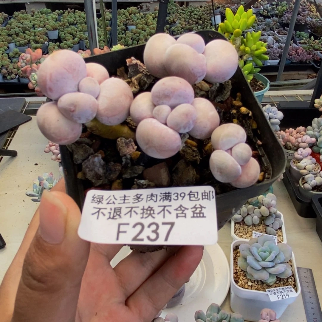 237橙奶多肉肉4cm