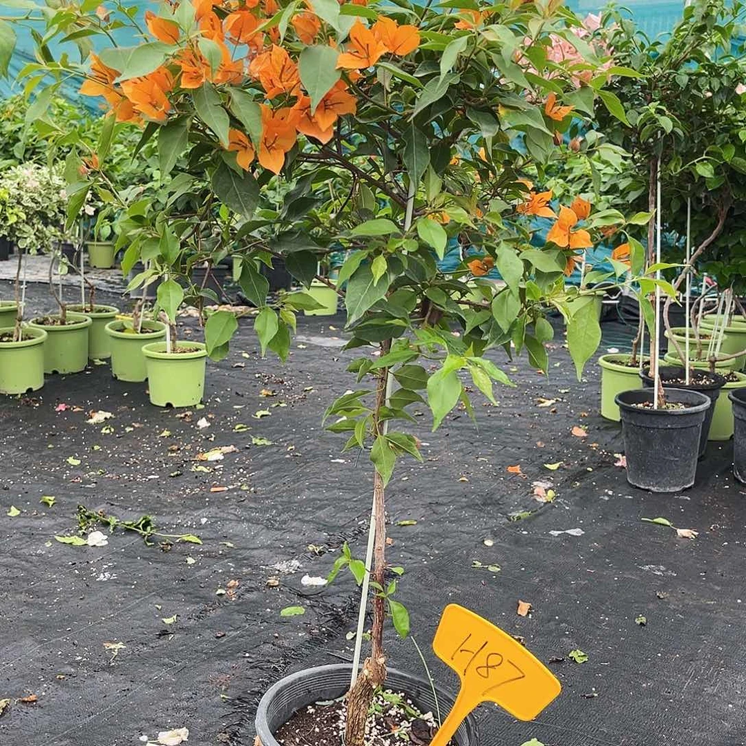 你***啊当前无花栽培后可以开花H87橙桑巴