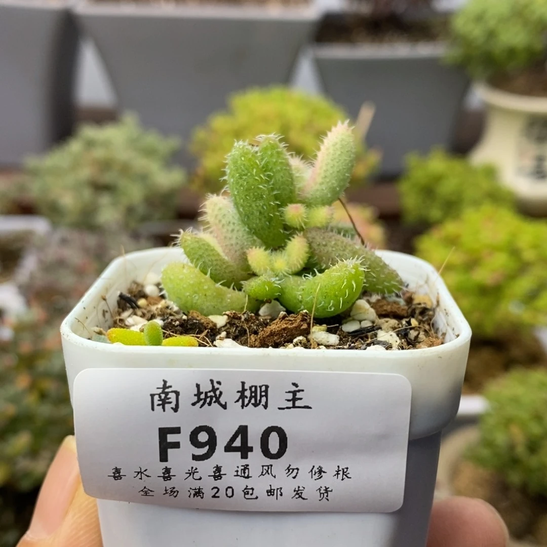 940雷同锦枝干番杏