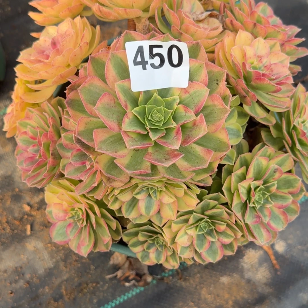 老庄雨河多肉植物450