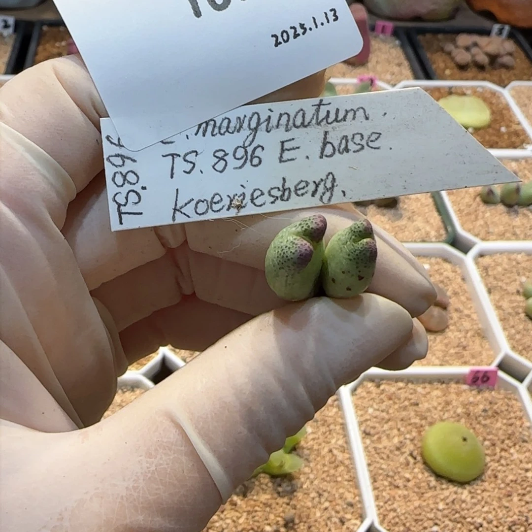 陌*影多肉多肉多肉1.13-105