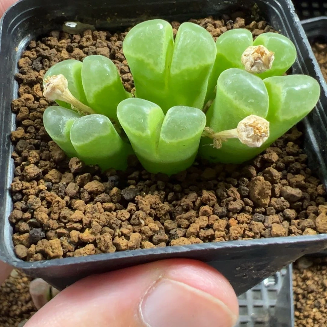 16-198肉锥多肉植物，