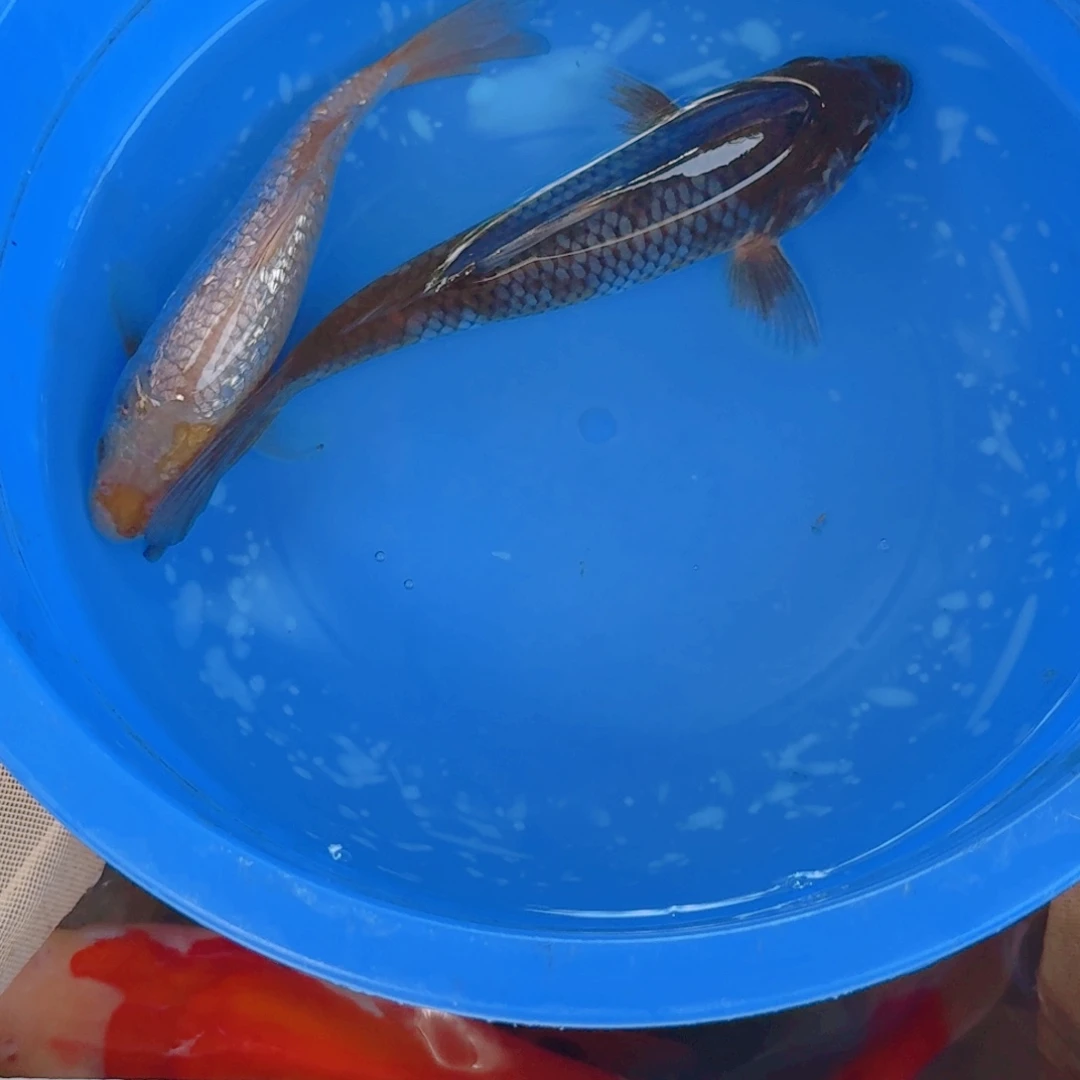 锦鲤锦鲤精品系列111