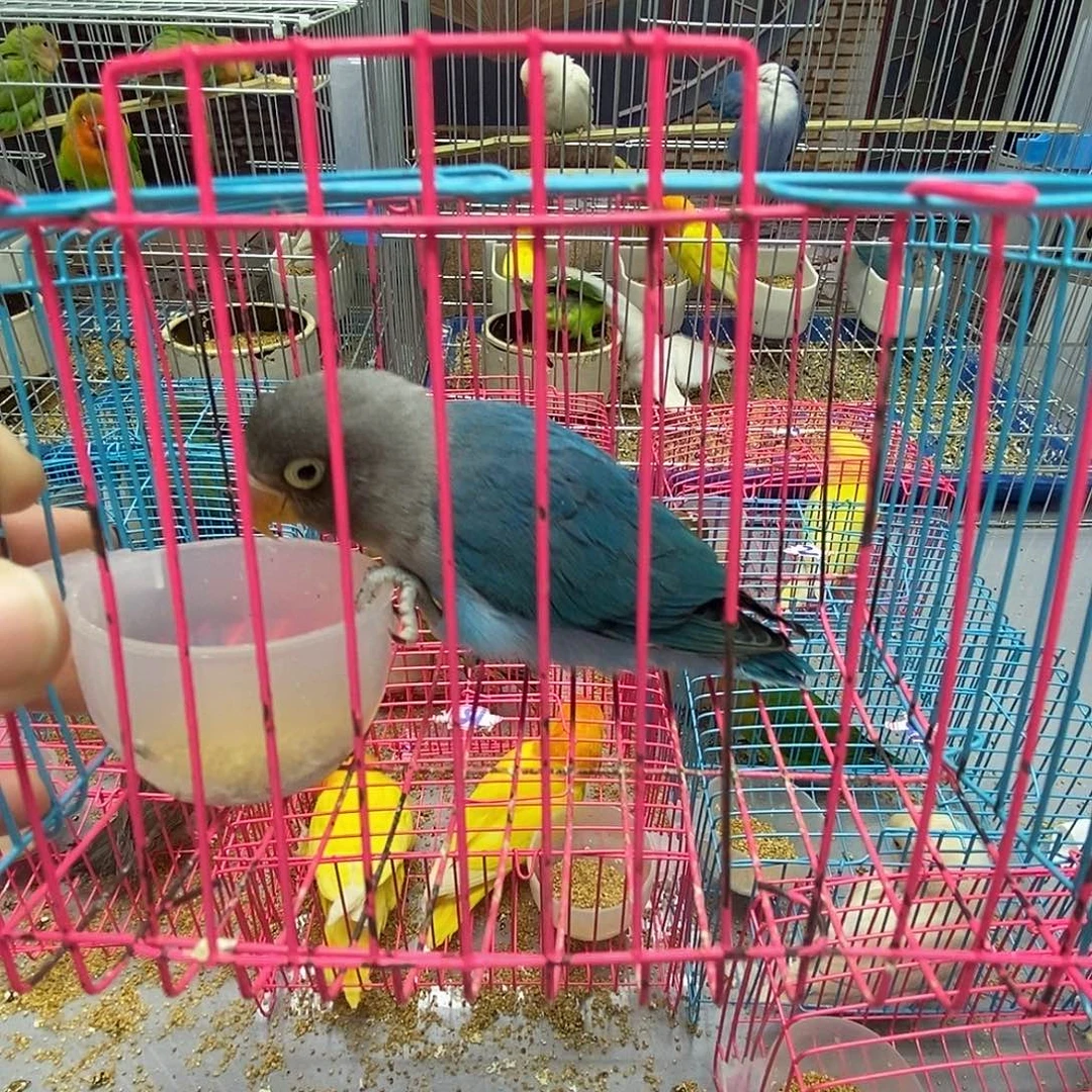 人****桃脸牡丹鹦鹉普兰一只