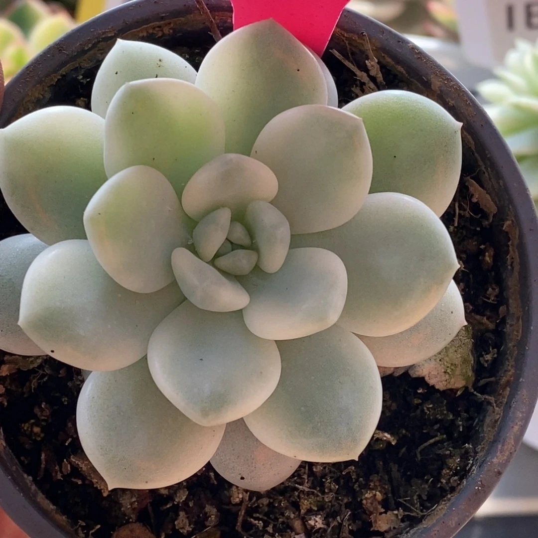 159香水哈哈哈哈哈哈哈