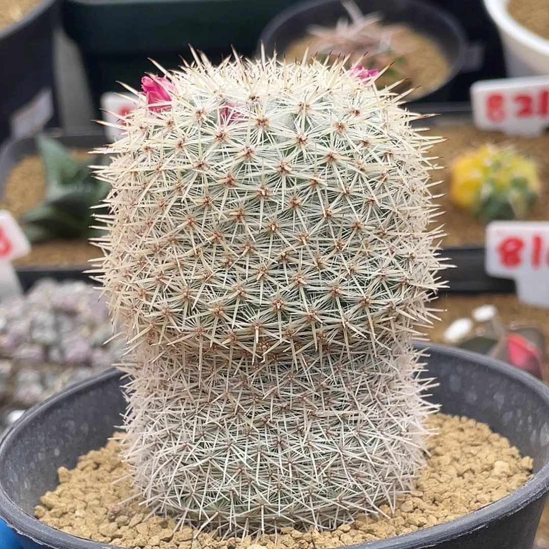 实生日系超白密刺敷岛仙人球