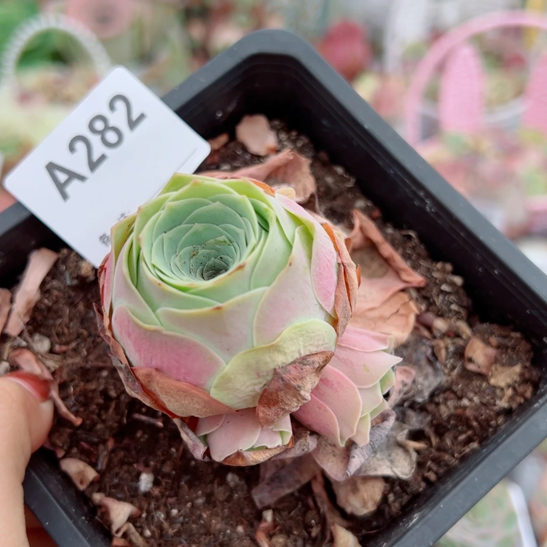 282水蜜桃老桩群。