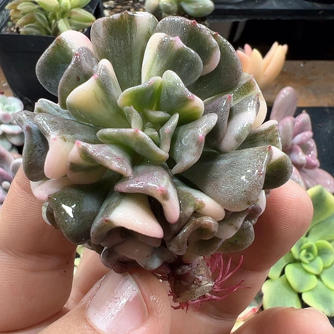 雪精灵锦小方花圃一物一拍