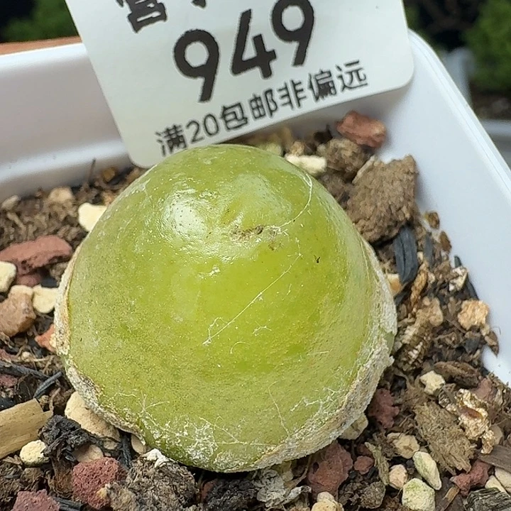 灯泡2.7带盆土。