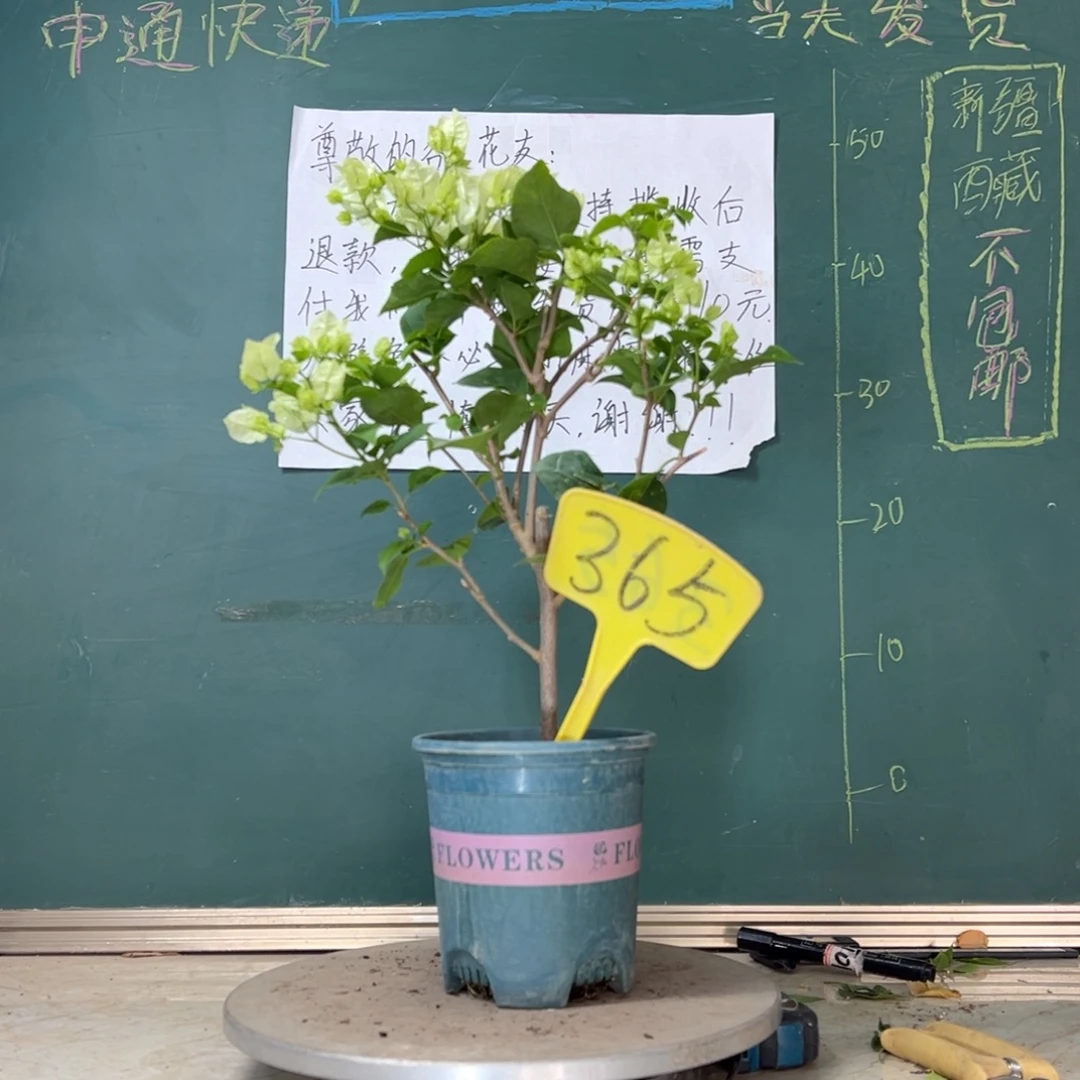 当前无花栽培后可以开花牙买加白365