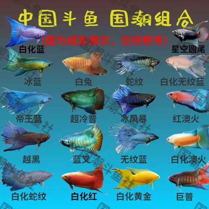 中国斗鱼活鱼观赏鱼直播专用（1对1）链接