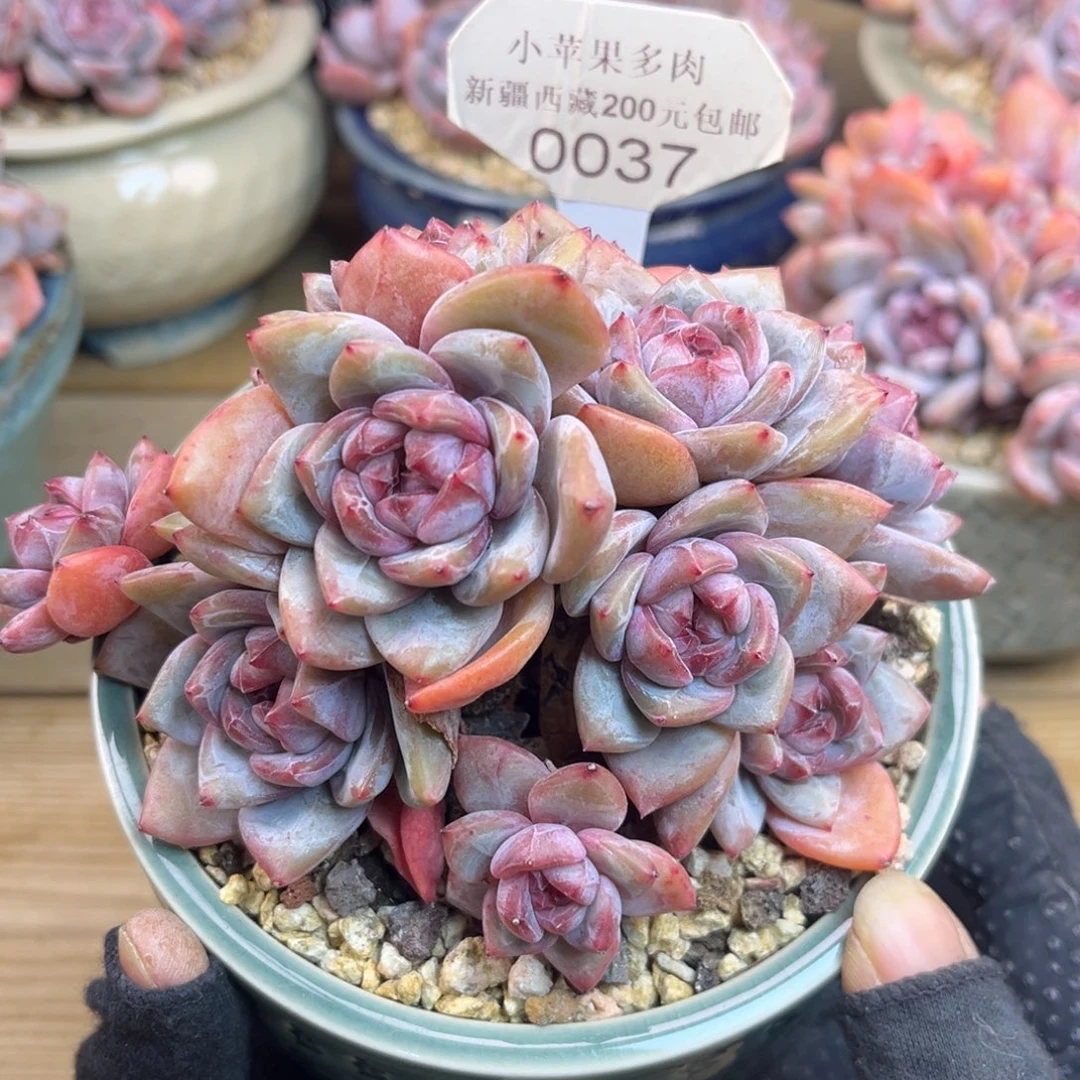 绿底紫心037/11头