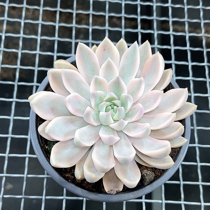 嘉丽娜锦多肉植物