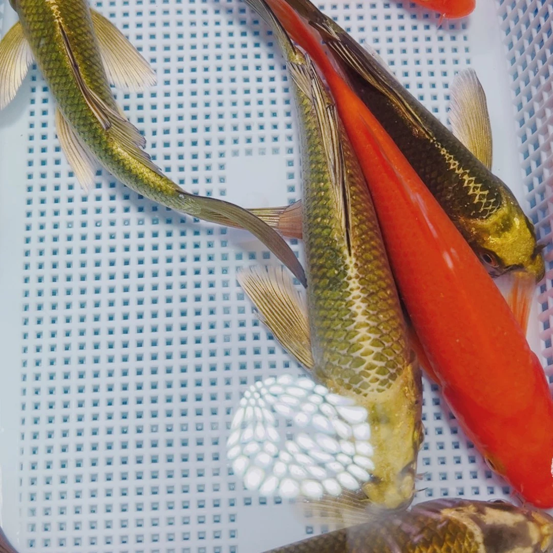 锦鲤锦鲤观赏鱼冷水4古2介子