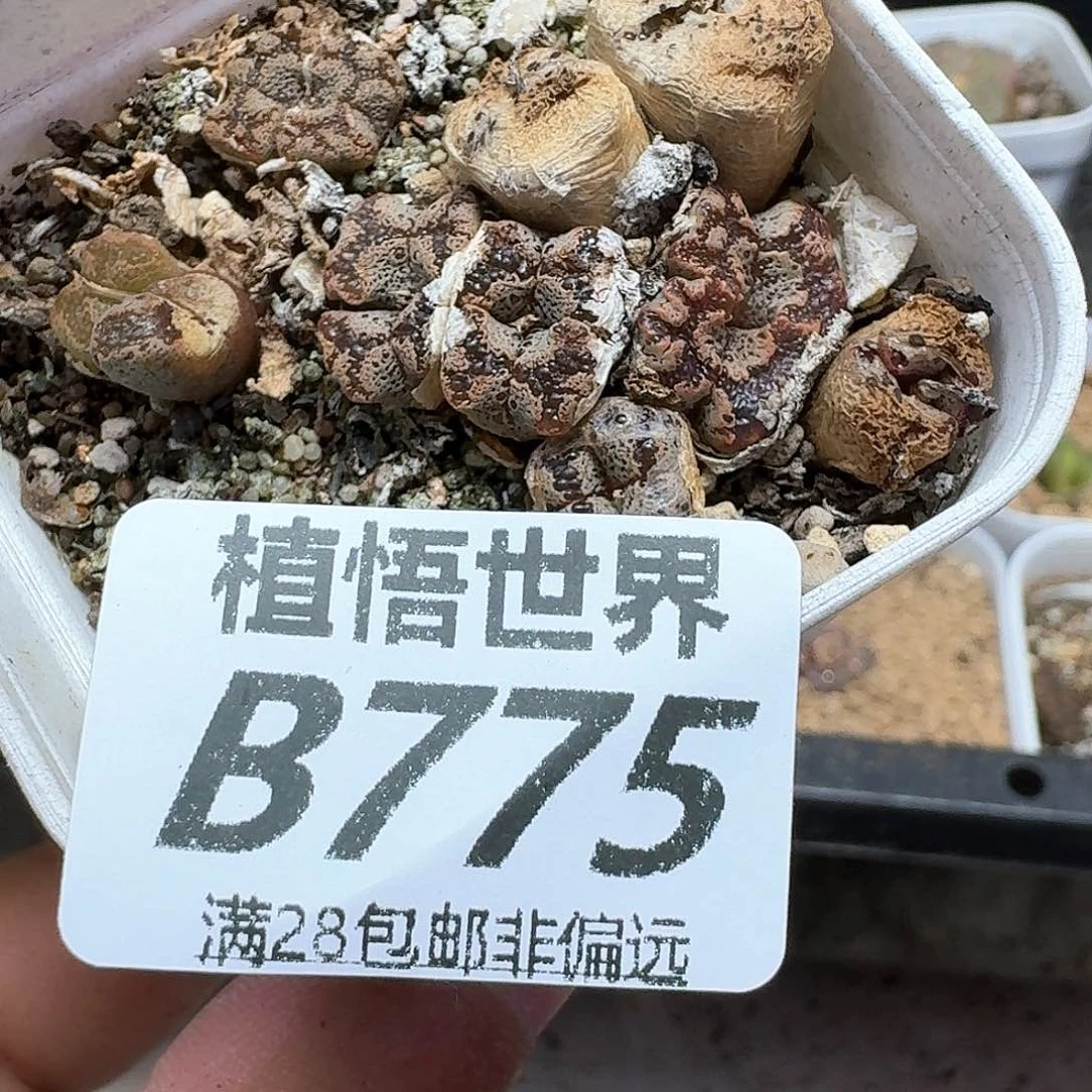 多肉植物的润泽额fv