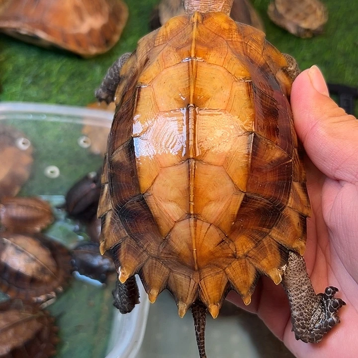 方***伟绿毛龟母剧院闭壳龟
