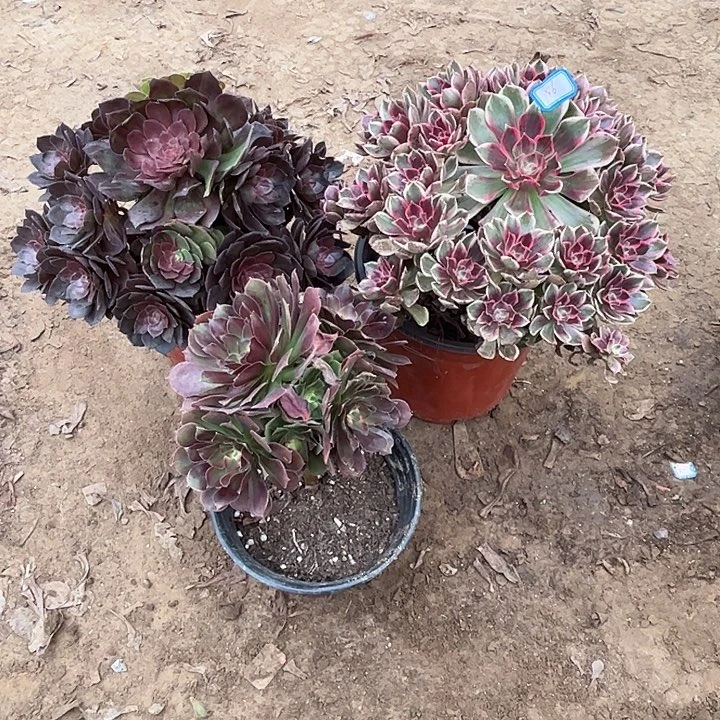 156多肉植物瑕疵特价，