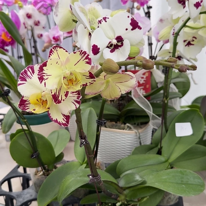 冬***阳大部分开放少量花苞018乳牛➕星冰乐