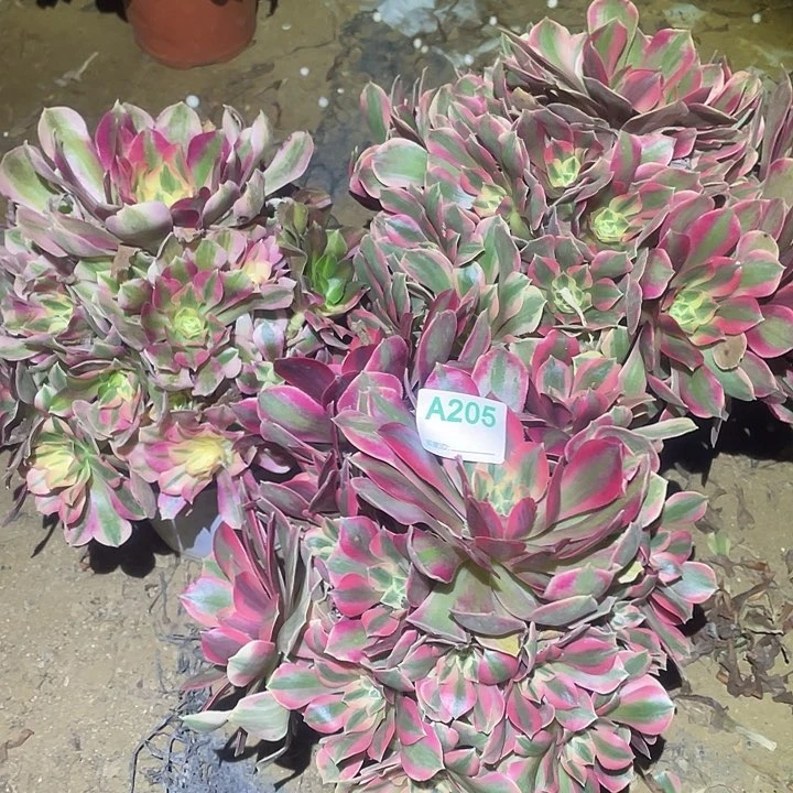 孤**美多肉植物断枝不包205法师3颗