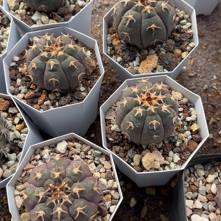 实生猫爪好养皮实