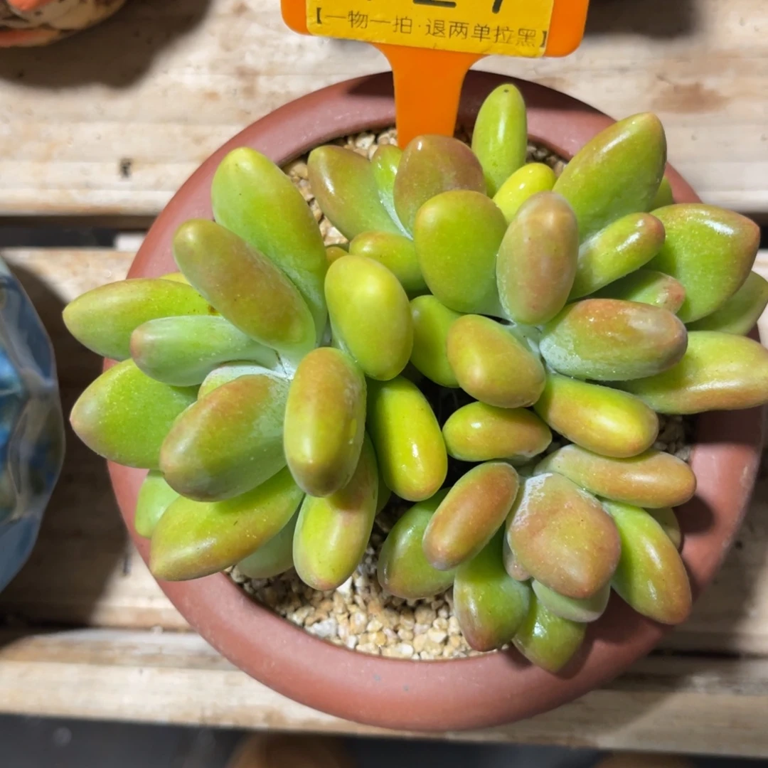 云尘多肉一物一拍不含盆927