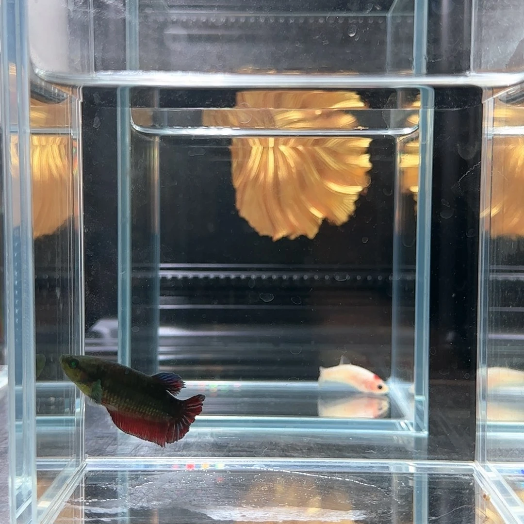 斗鱼活体观赏鱼好养耐活