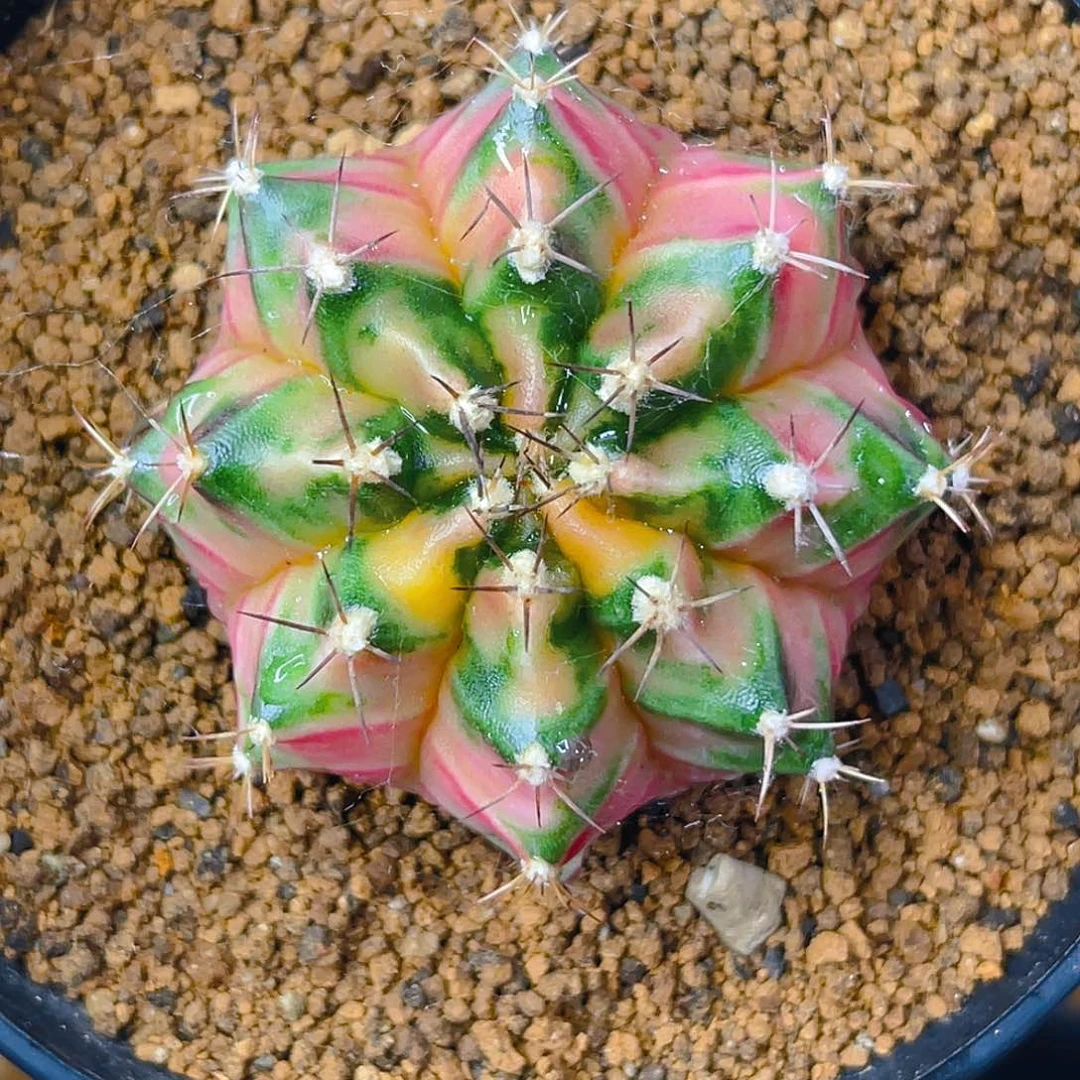 米哈洛维奇007 实生 粉嫩4.9公分