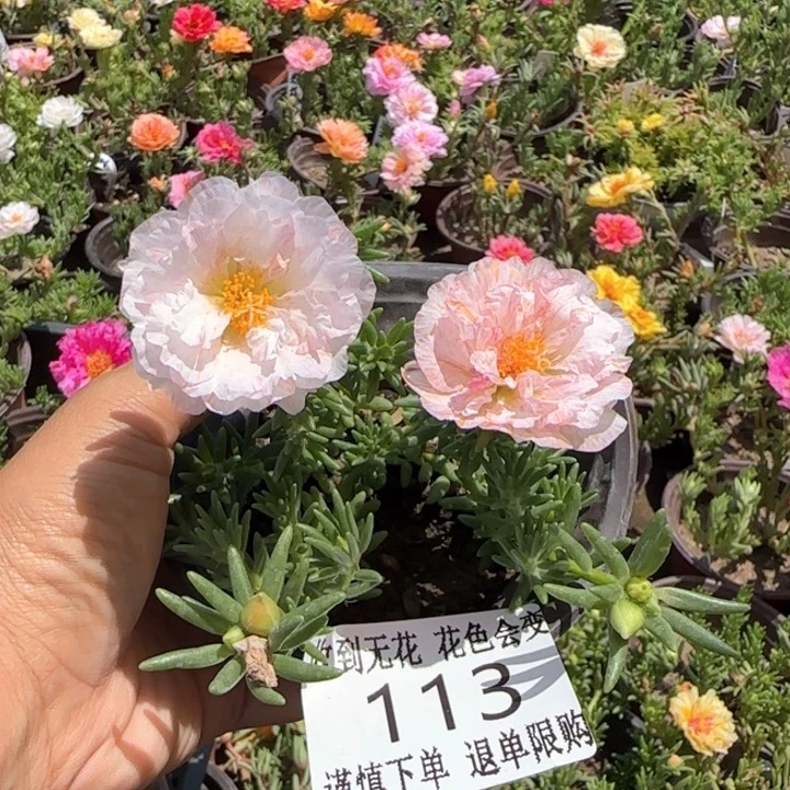 无花朵 113超小苗盆口10cm