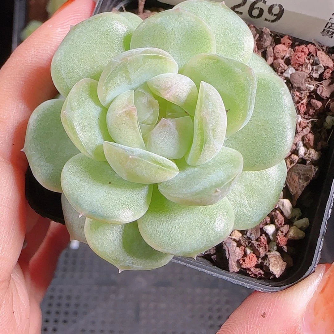 1018---269西江月