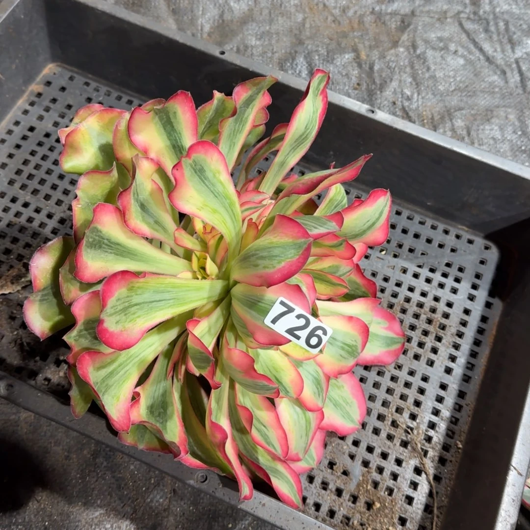 726多肉植物爱丽丝