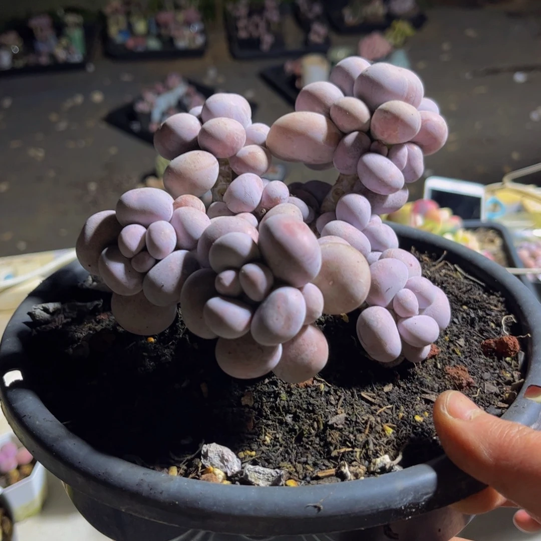 970芭比奶酪16厘米多肉