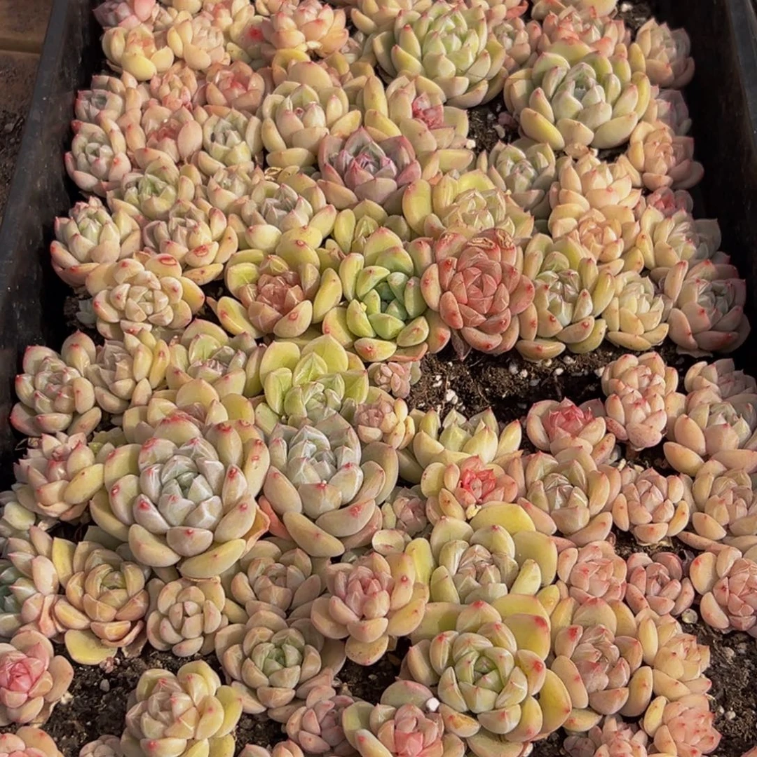 559多肉葡萄的价格是