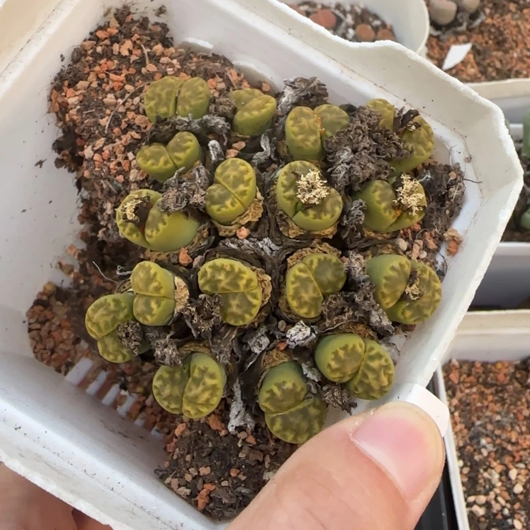 多头群生清框福利30包邮