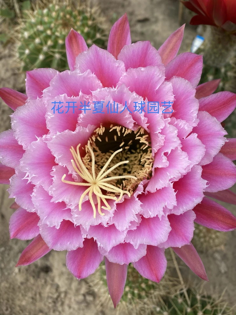 毛花柱七仙女（满30包邮）