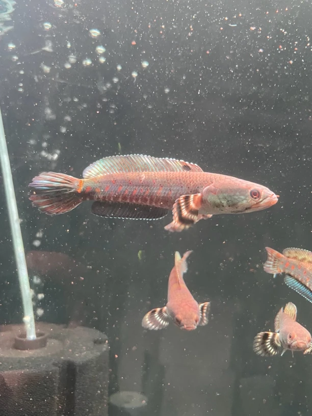 幻彩红宝石雷龙鱼8-10CM
