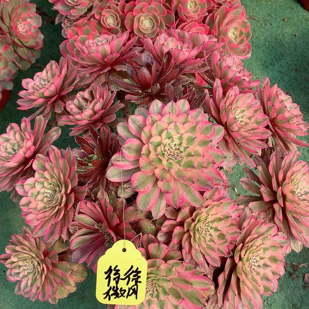 徐**风夕颜多肉植物