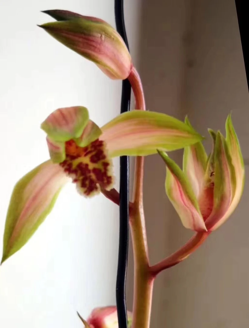 蕙兰中透艺草，花艺双全，天鹤名贵兰草花卉绿植