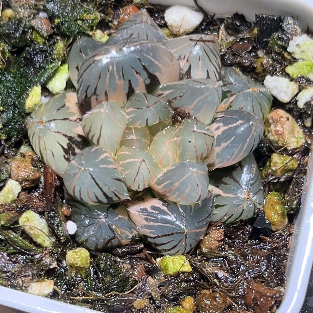 恭喜发财大吉大利4084