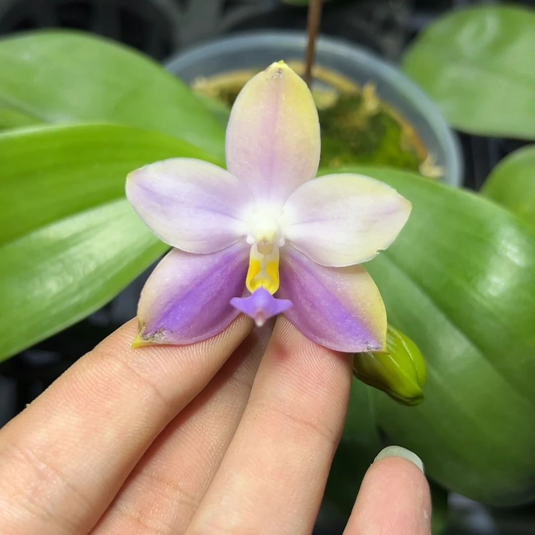 完全开放l389三寸ys1181